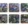 Ashdene Australian Wren Coaster - Set Of 6 -Akubra Store Screenshot 202023 02 08 20130855